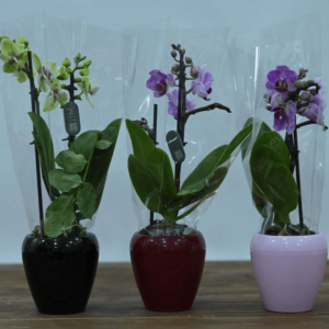 סחלב מיני בצבעים שונים