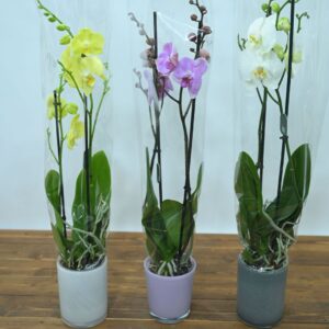 סחלב 2 ראשים ב3 צבעים