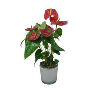 אנטוריום 18 רקע לבן