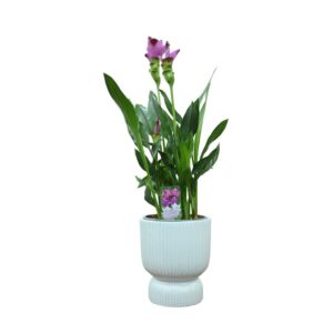 עציץ כרכומה רקע לבן